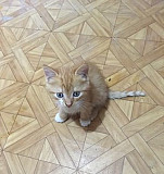 Котёнок Егорлыкская