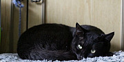 Чёрный котик Екатеринбург