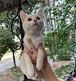 Котик в добрые руки Астрахань