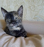 Котята от умной кошки Ульяновск
