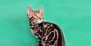Бенгальский котенок Мурино