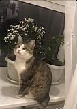 Кот потеряшка Ставрополь