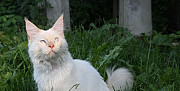Мейн-кун кот Москва