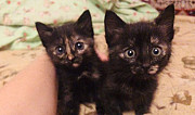 Кот и две кошечки Котельники