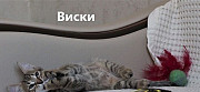 Котёнок в добрые руки Воронеж
