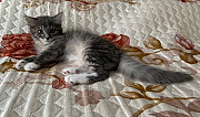 Котёнок 2,5 месяца Москва