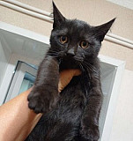 Котята британской кошки Константиновск