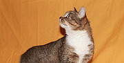 Ласковая кошка Мурочка ищет дом и хозяина Москва