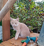 Котенок персик ищет дом Набережные Челны