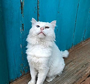 Белоснежный кот ищет любимого человека Кизляр
