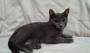 Котёнок, мальчик 3.5 месяца Нижний Новгород