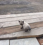 Продам сиамского котёнка Братск