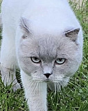 Шотландский кот вязка Чебоксары