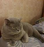 Потерялась кошка Ставрополь