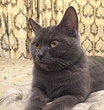 Британская кошка вязка Архангельск