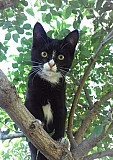 Котенок кошечка - Мася - талисман от всех болезней Саратов