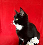 Котенок кошечка - Мася - талисман от всех болезней Саратов