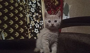 Кошка Саранск
