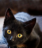 Котёнок чисто черный Нальчик