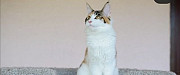 Мейн-кун котята из питомника Серпухов