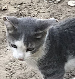 Кошка Махачкала