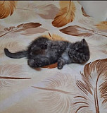 Кошка Звенигород