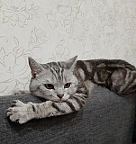 Вязка кот Бирск