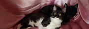 Черно-белый котенок девочка Милка 6мес привита Москва