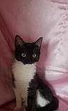 Черно-белый котенок девочка Милка 6мес привита Москва