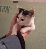 Котенок девочка Новочебоксарск