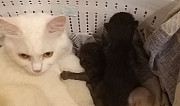 Котята белые шоколадно черные бомбей Углич