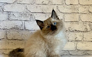 Невский маскарадный котик из питомника с док-ми Москва