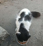 Бело-черный котик Екатеринбург