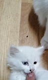 Белый котенок(девочка) отдам в хорошие руки Сельцо