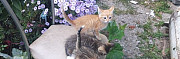 Котята рыжие и полосатые котики и черепаховая коше Хадыженск