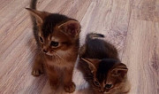 Абиссинские котята Краснодар