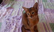 Абиссинские котята Краснодар