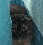 Вислоухий кот Нижнекамск