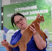 Абиссинские котята из пит-ка Найт Хантер Москва