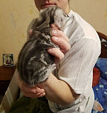 Вислоухие котята Кирово-Чепецк