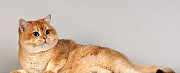 Котята золотой шиншиллы с изумрудными глазками Смоленск