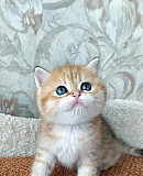 Котята золотой шиншиллы с изумрудными глазками Смоленск