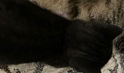 Котёнок шатландской породы Челябинск