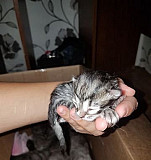 Отдам котят в добрые руки от породистой Кошки Новосибирск