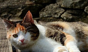 Найдена трехцветная одноглазая кошка Новороссийск