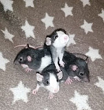 Крысята дамбо домашнего разведения Елец