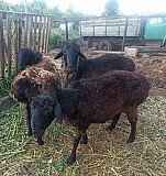 Курдючные овцы бараны Стерлибашево