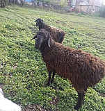 Курдючные овцы бараны Стерлибашево