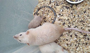 Сиамские крысята дамбо и другие породы Тверь