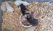 Сиамские крысята дамбо и другие породы Тверь